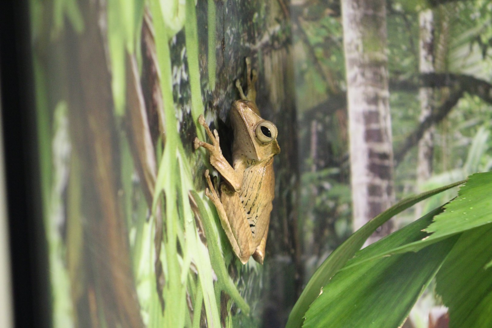 Borneo Eared Frog