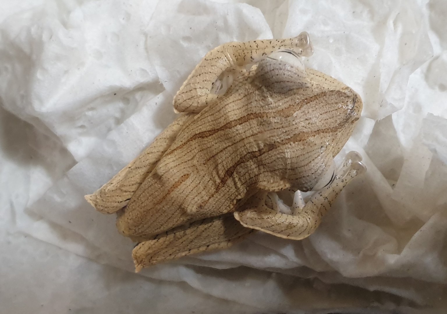 Borneo eared tree frog - Polypedates otilophus