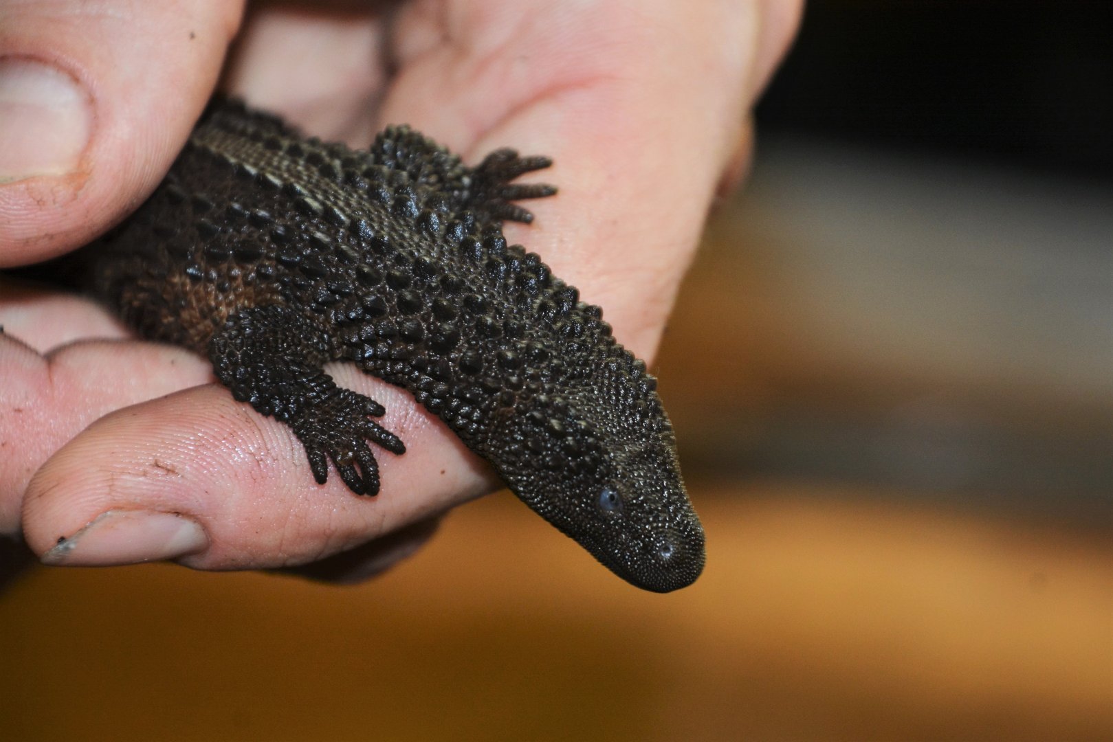 Borneo earless lizard (Lanthanotus borneensis)