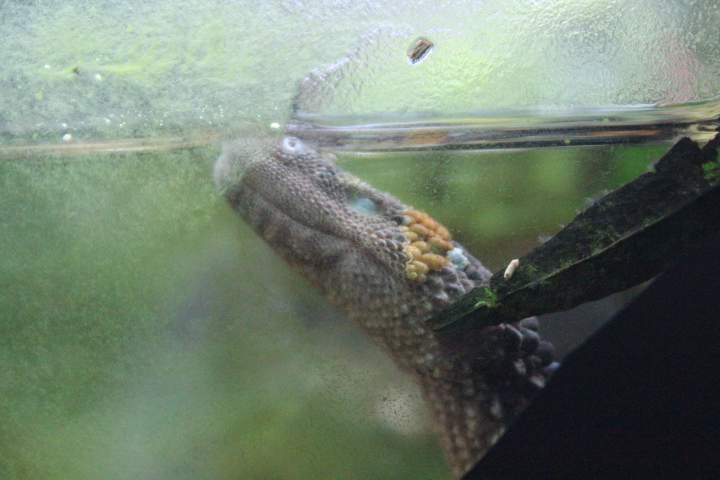 Borneo earless monitor (Lanthanotus borneensis) - Museum Komodo