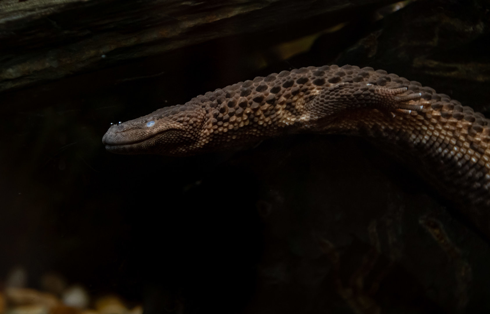 Borneo earless monitor (Lanthanotus borneensis)