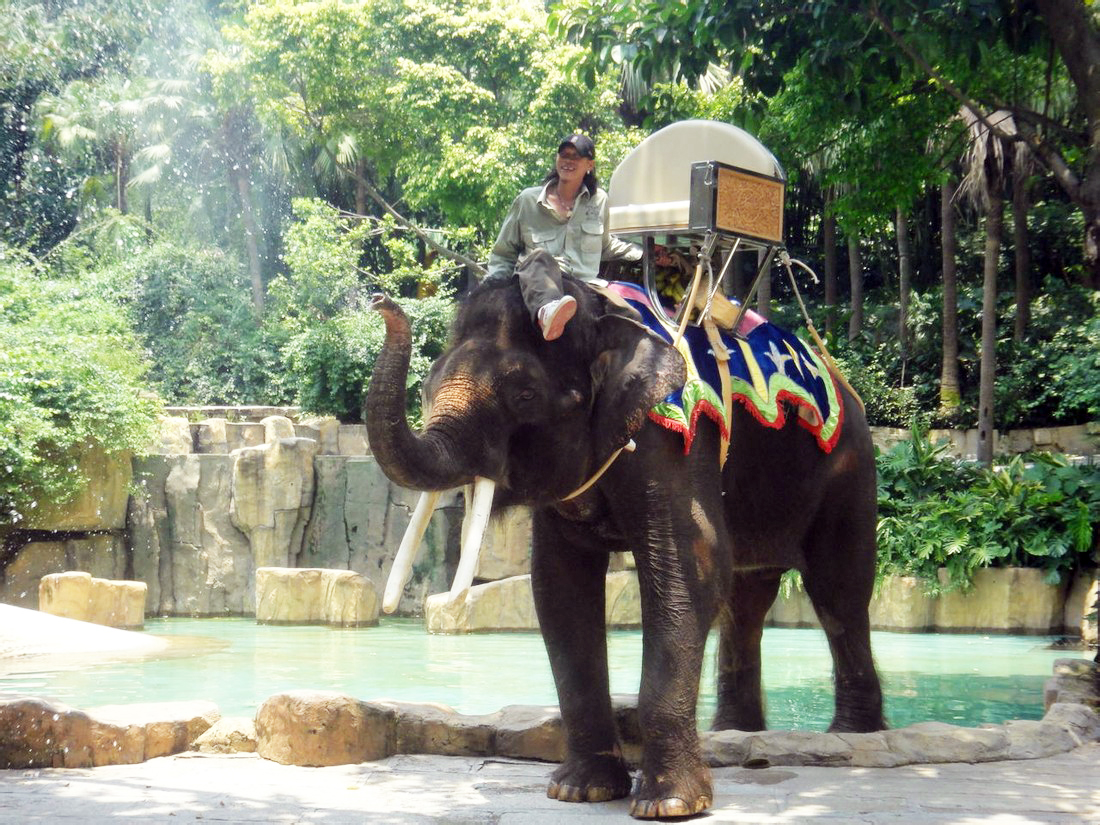 Borneo elephant bull - 2011