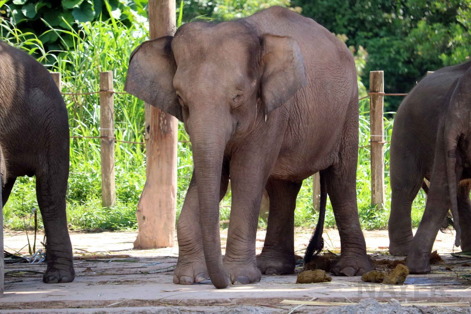 Borneo elephant, June 2016