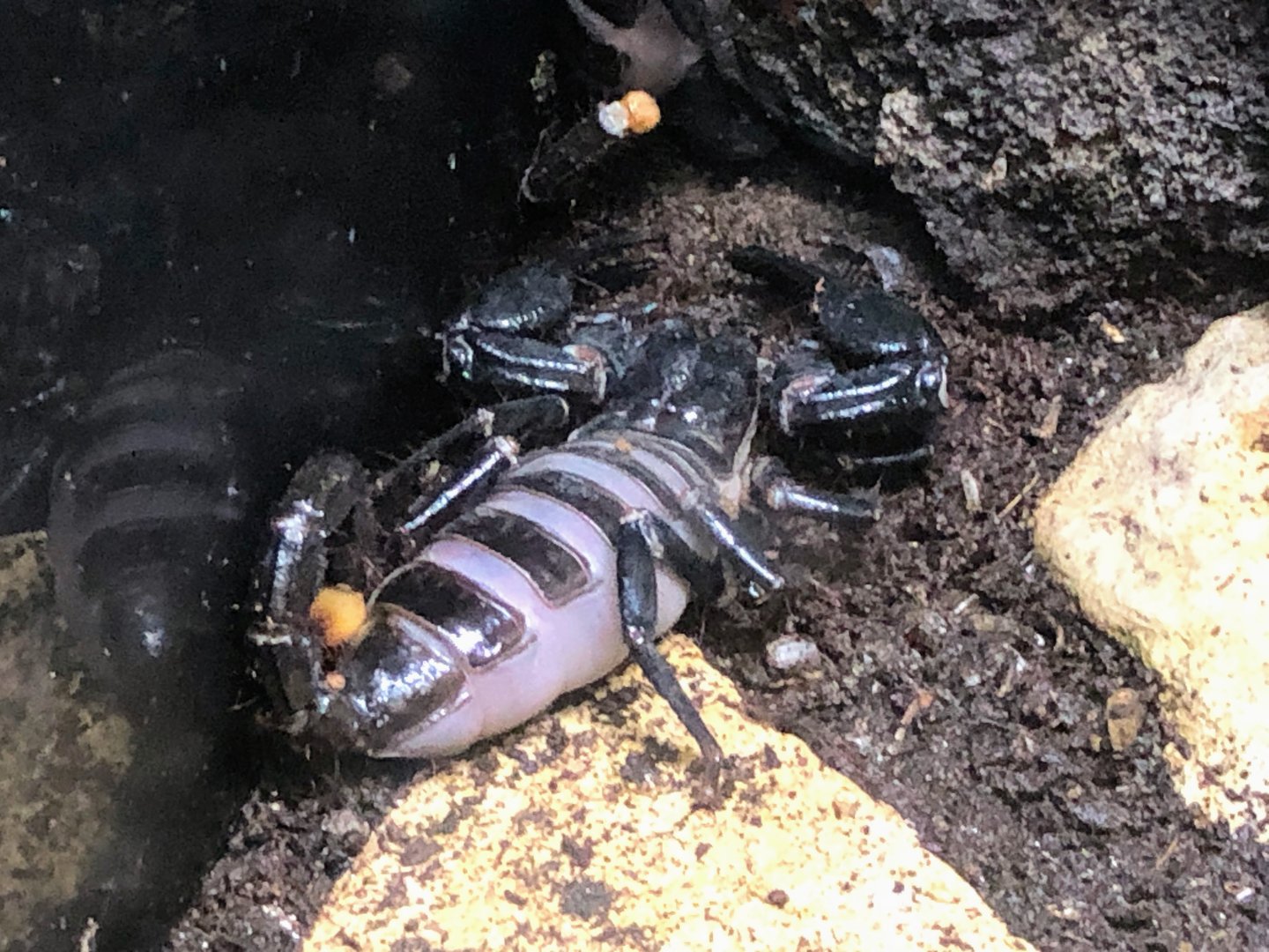 Borneo Forest Scorpion (Heterometrus sp.)