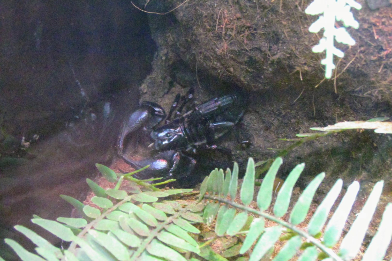 Borneo Forest Scorpion
