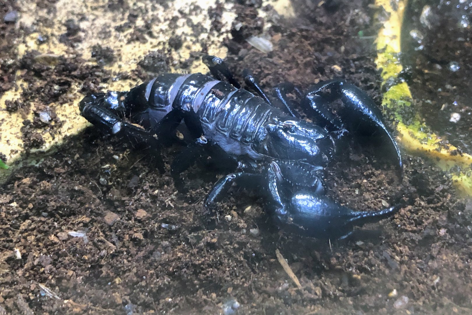 Borneo Forest Scorpion