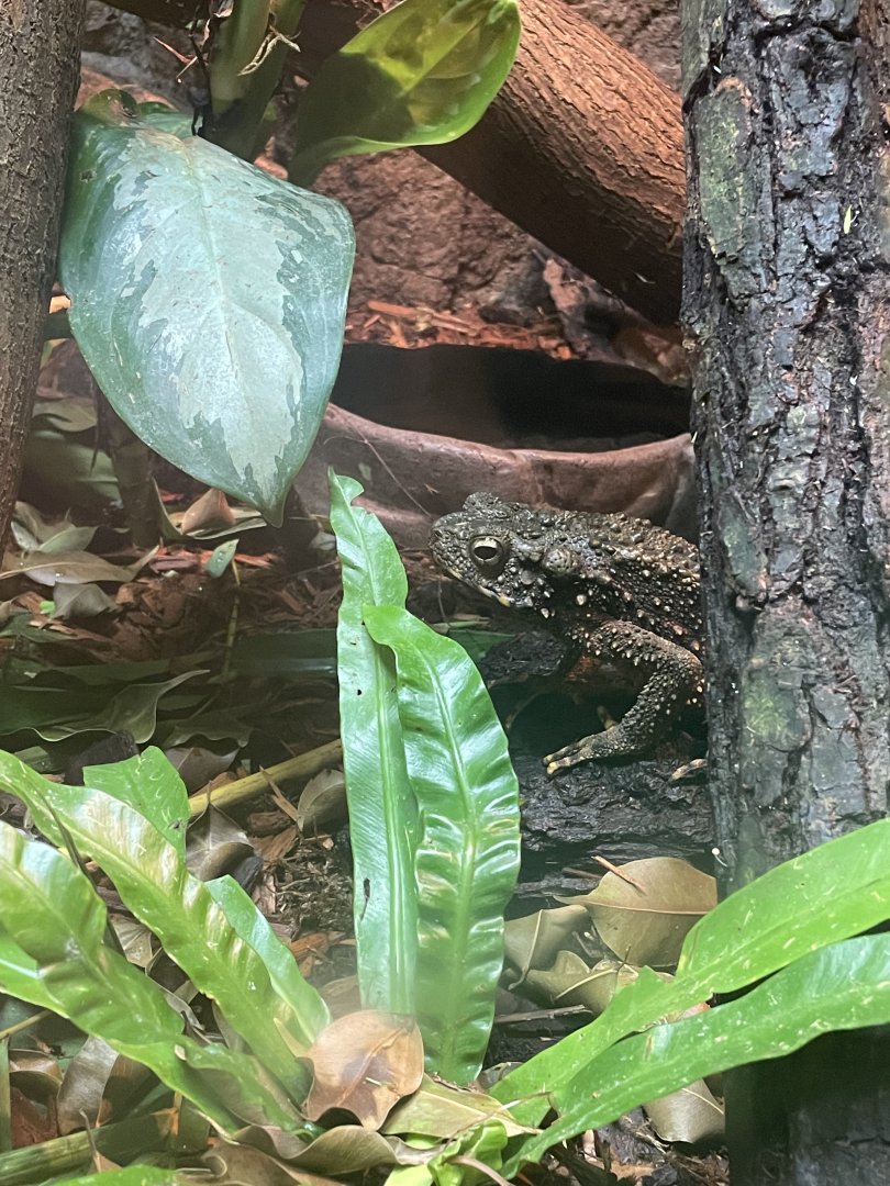 Borneo Giant Stream Toad