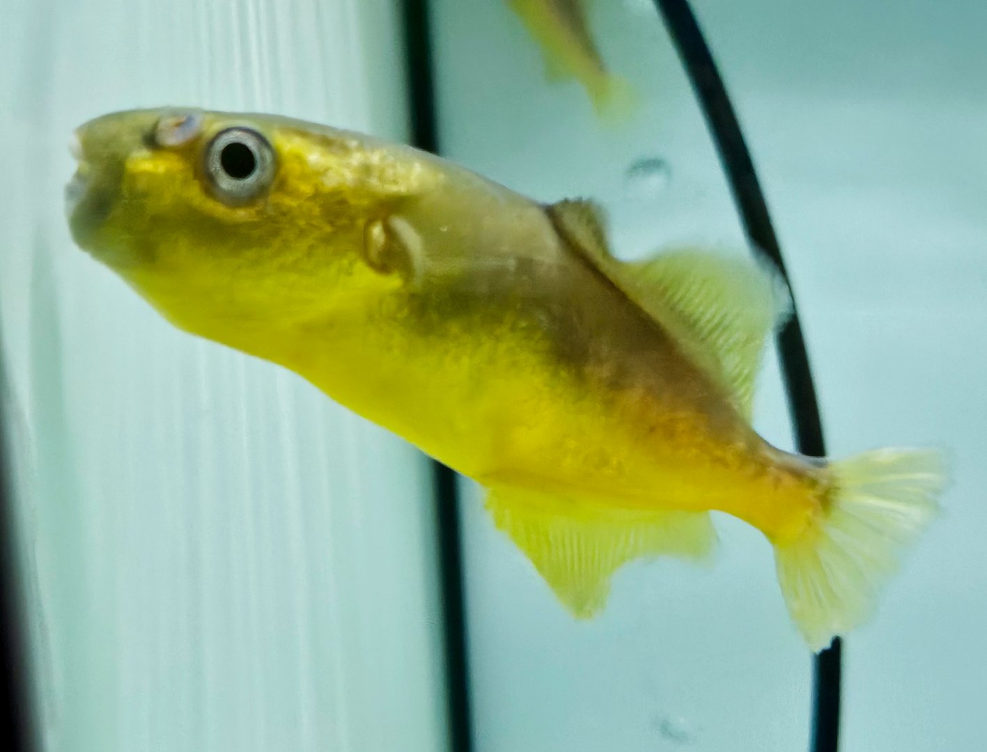 Borneo Golden Puffer (Chonerhinos naritus)