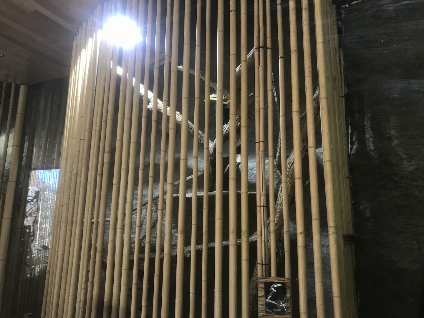 Borneo - Great Indian Hornbill/Victoria Crowned Pigeon Exhibit