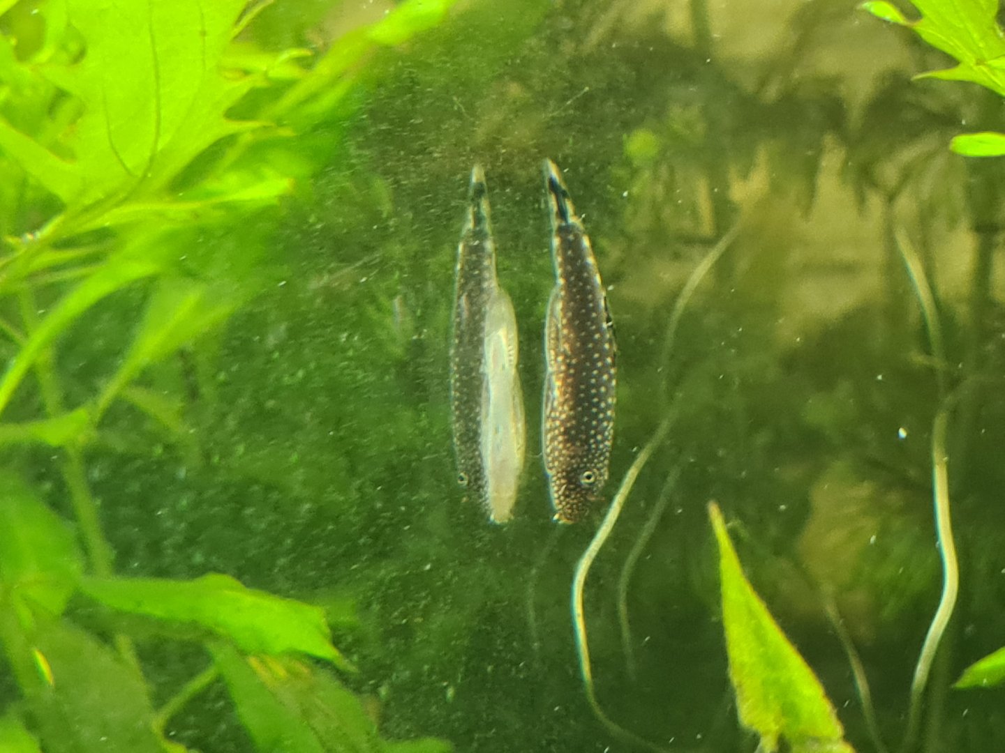 Borneo hillstream loach