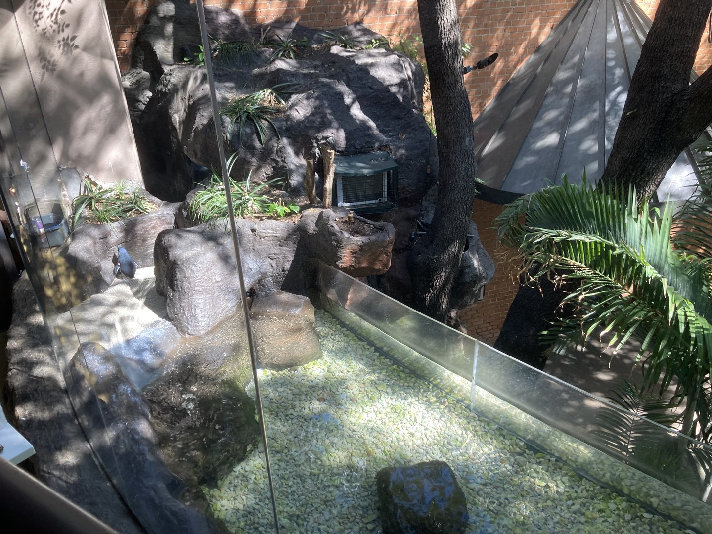 Borneo - Little Blue Penguin Exhibit