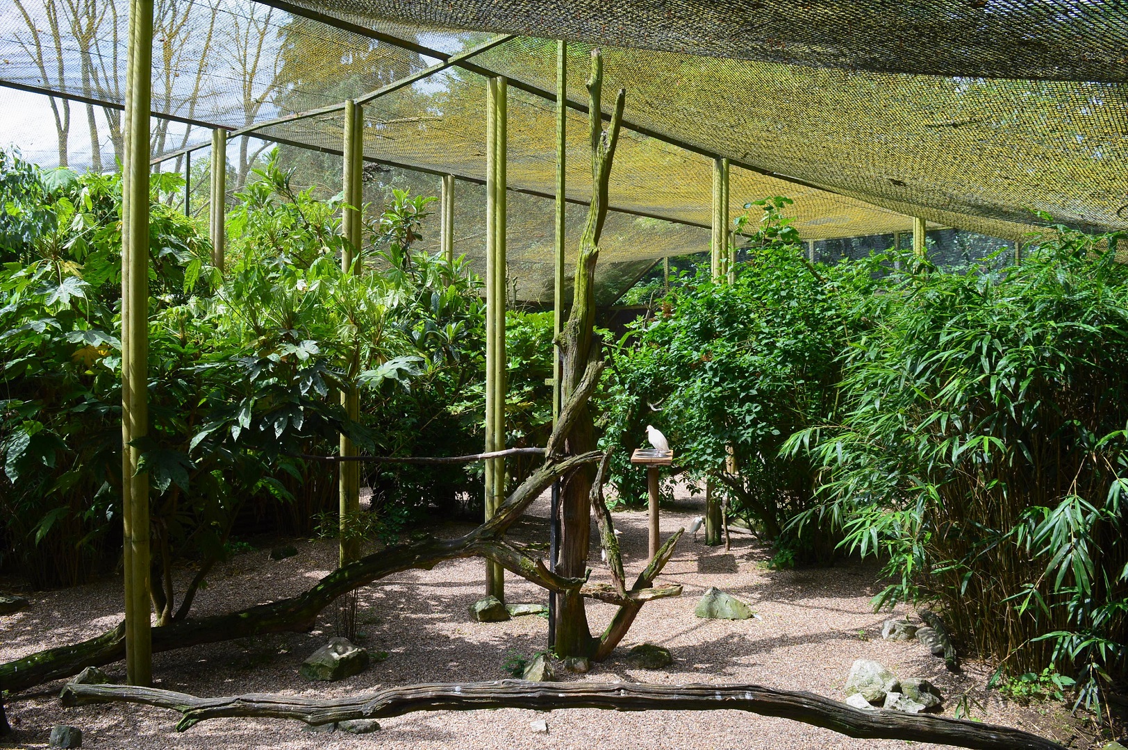 Borneo longhouse aviary