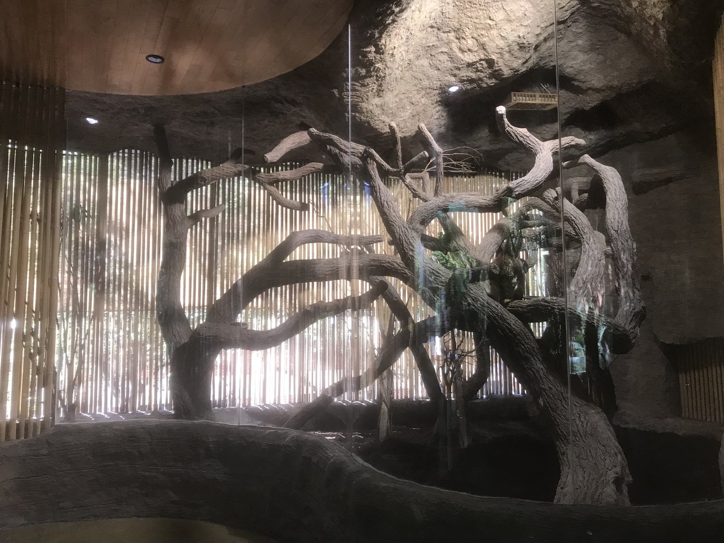 Borneo - Matschie’s Tree Kangaroo Exhibit