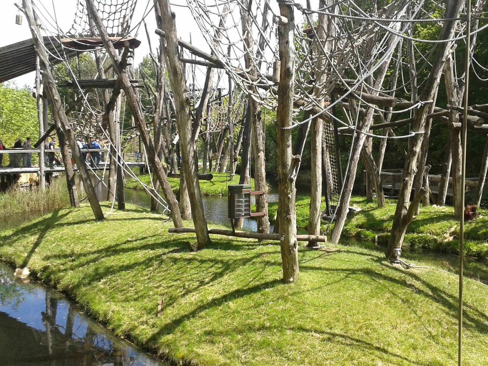 Borneo Orang Utan-islands