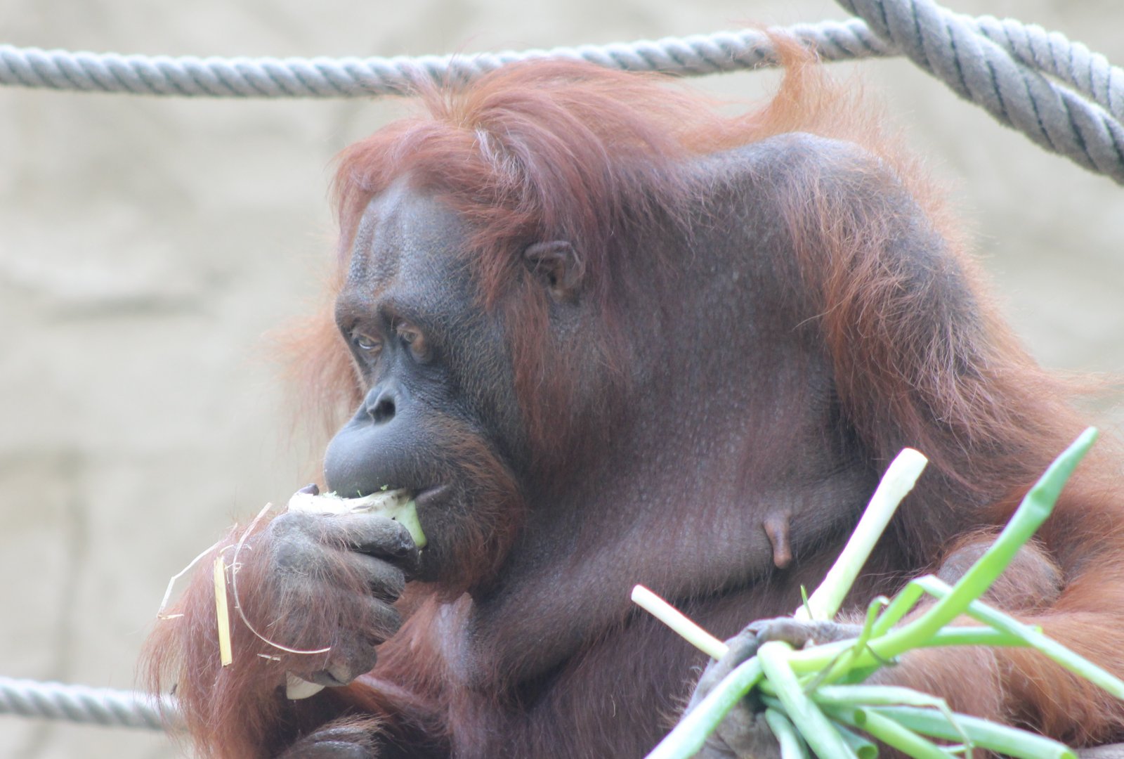 Borneo orang utan