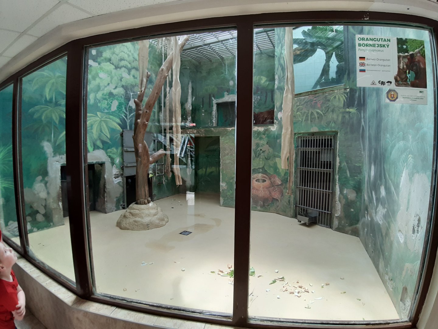 Borneo Orangutan exhibit