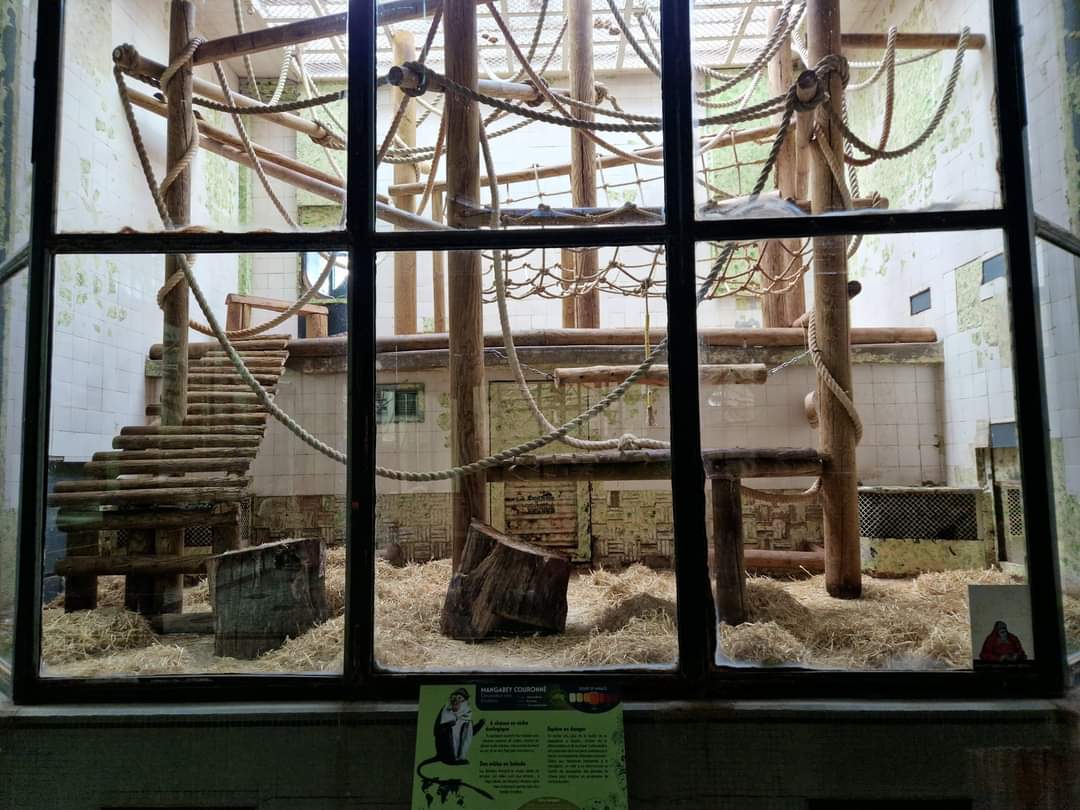 Borneo Orangutan indoor