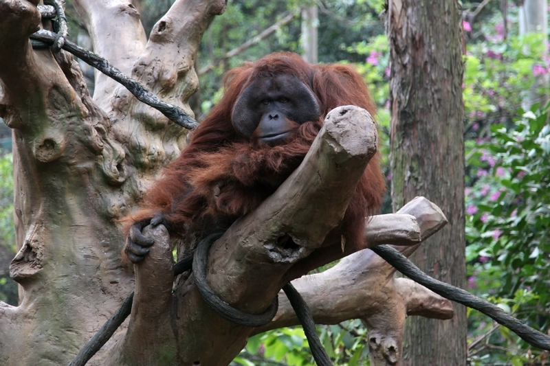 Borneo orangutan
