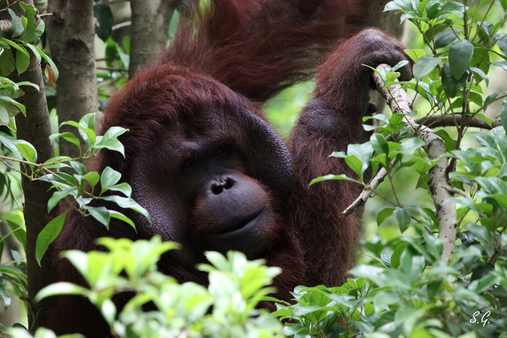 Borneo orangutan