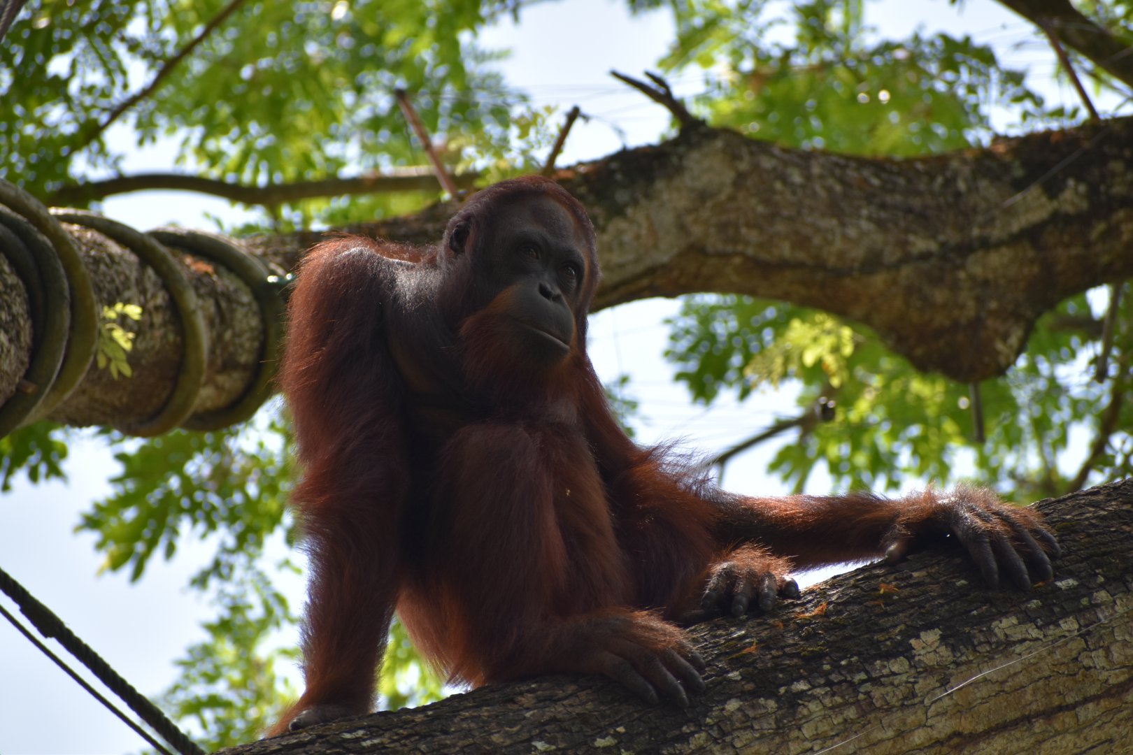 Borneo Orangutan