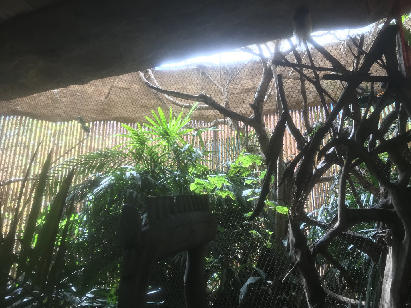 Borneo - Pesquet’s Parrot/Green-Naped Pheasant Pigeon/Lesser BoP/Wompoo Fruit Dove Exhibit