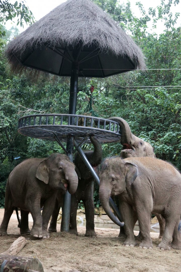 Borneo pygmy elephant feeding: different way to get the forage