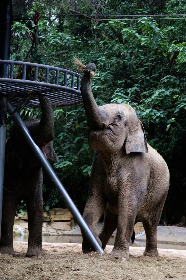 Borneo pygmy elephant feeding
