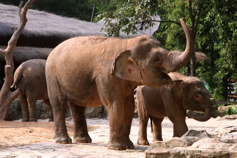 Borneo pygmy elephant