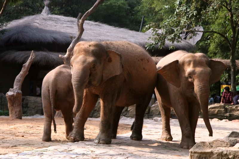 Borneo pygmy elephant