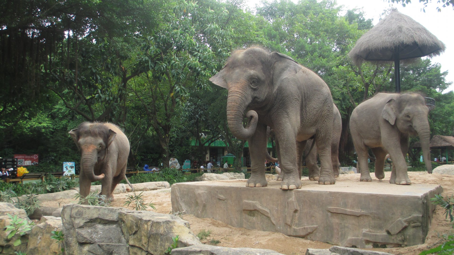 Borneo pygmy elephant