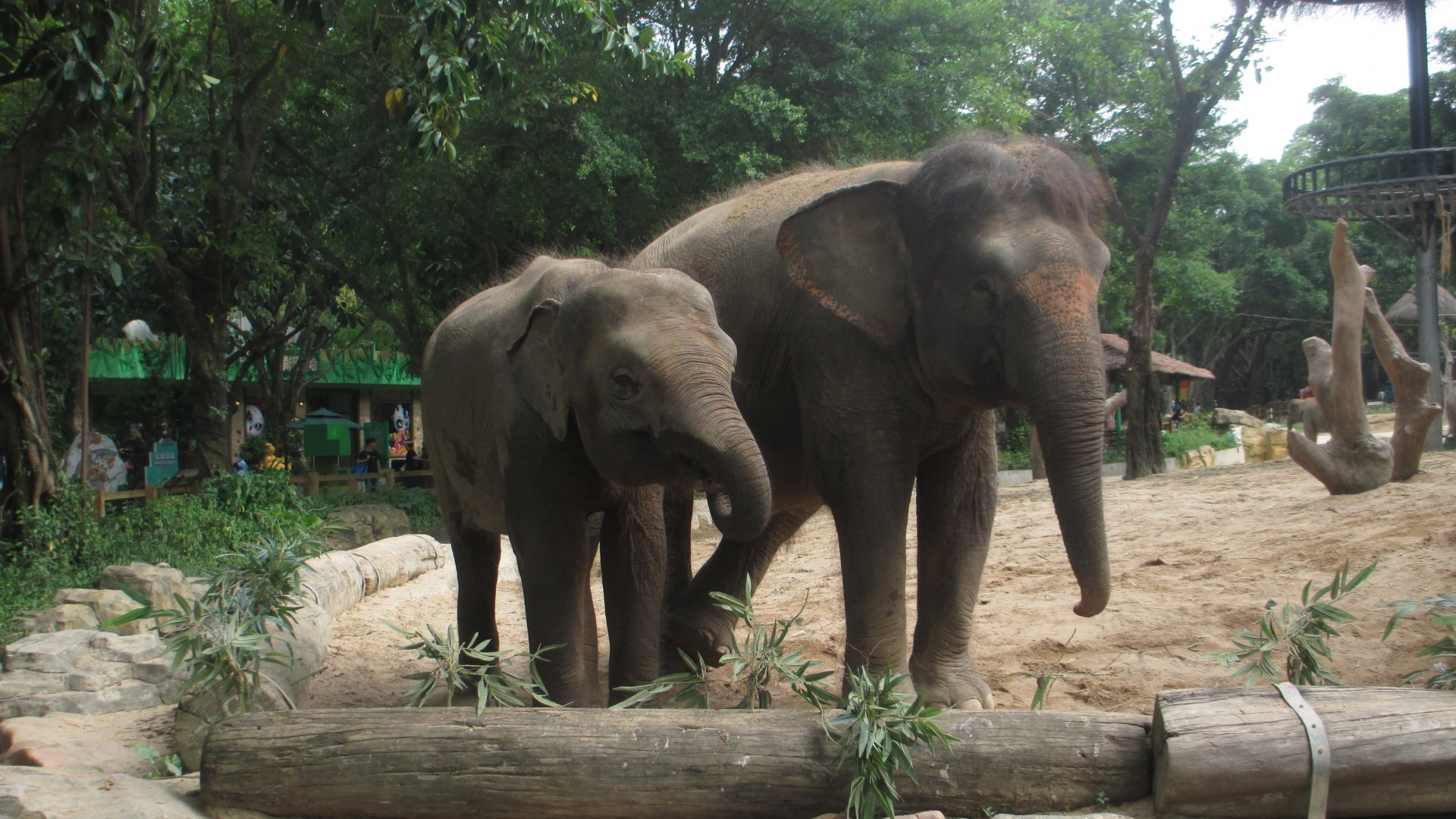 Borneo pygmy elephant