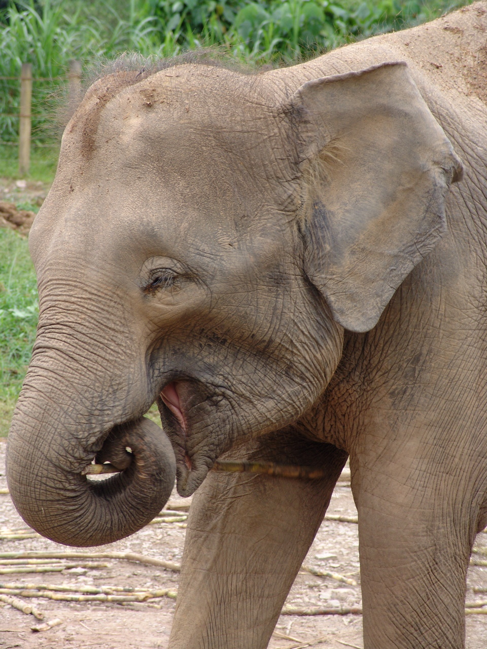 Borneo Pygmy Elephants