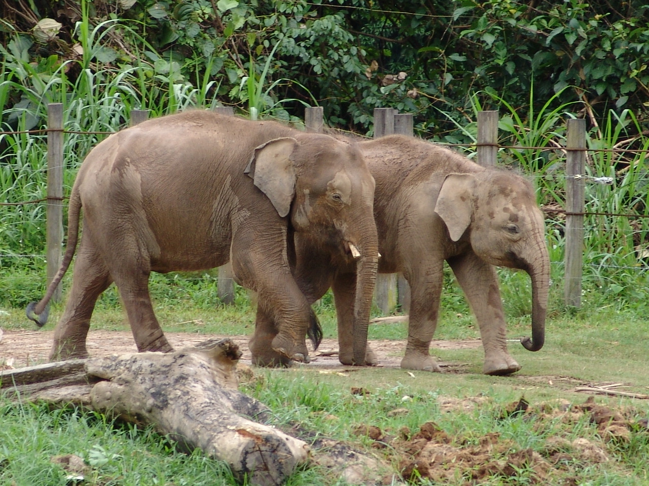Borneo Pygmy Elephants