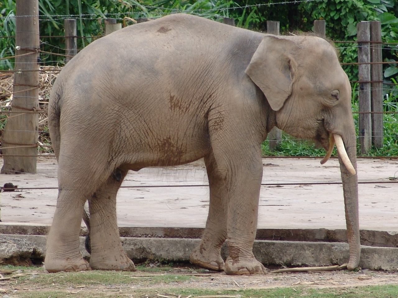 Borneo Pygmy Elephants