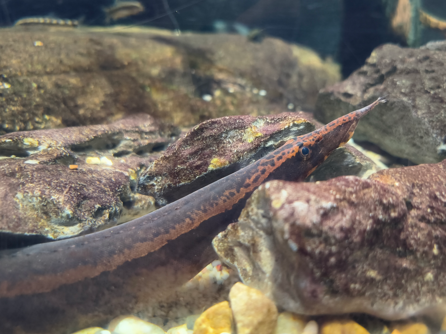Borneo Python Eel (Macrognathus kris)