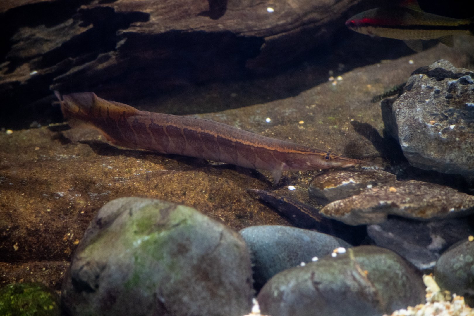Borneo Python Eel.