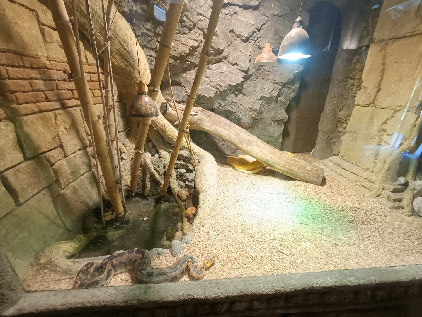 Borneo python exhibit - Crocodile park Torremolinos