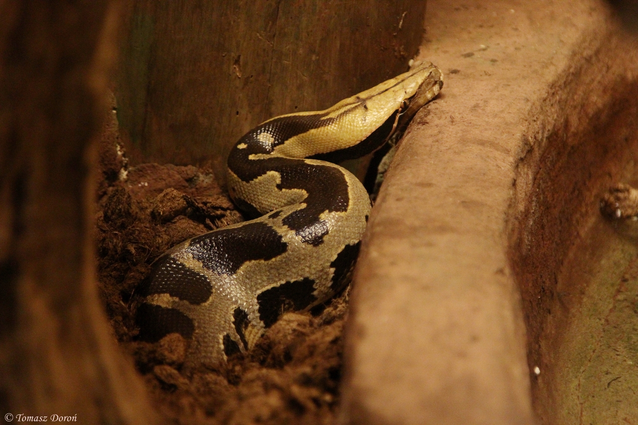 Borneo Python (Python breitensteini)
