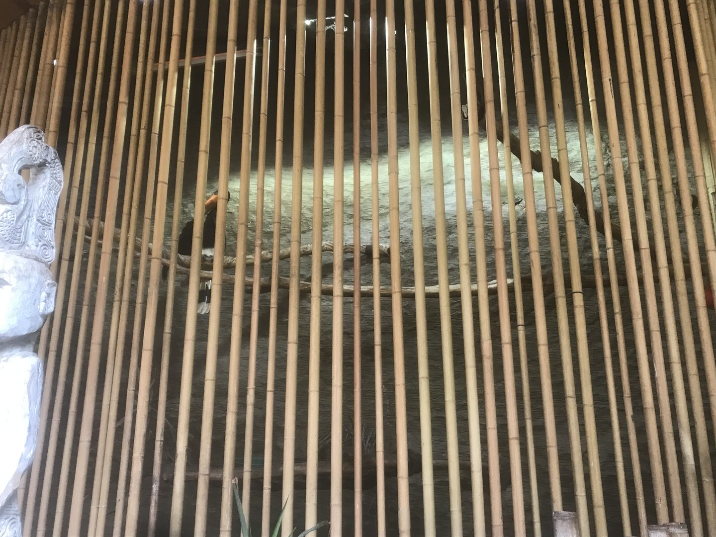 Borneo - Rhinoceros Hornbill/Malay Great Argus Exhibit