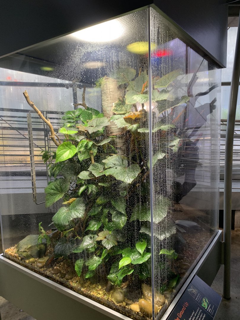 Borneo river toad/Red-tailed green ratsnake exhibit - Osher Rainforest