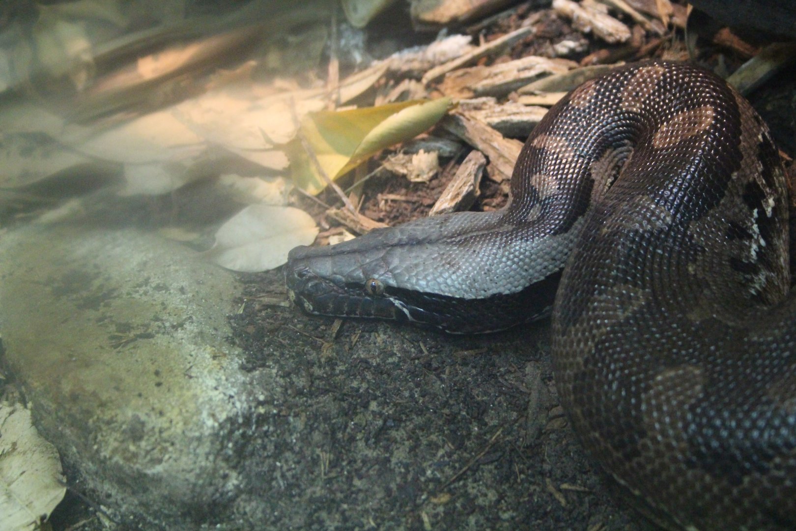 Borneo Short-tailed Python