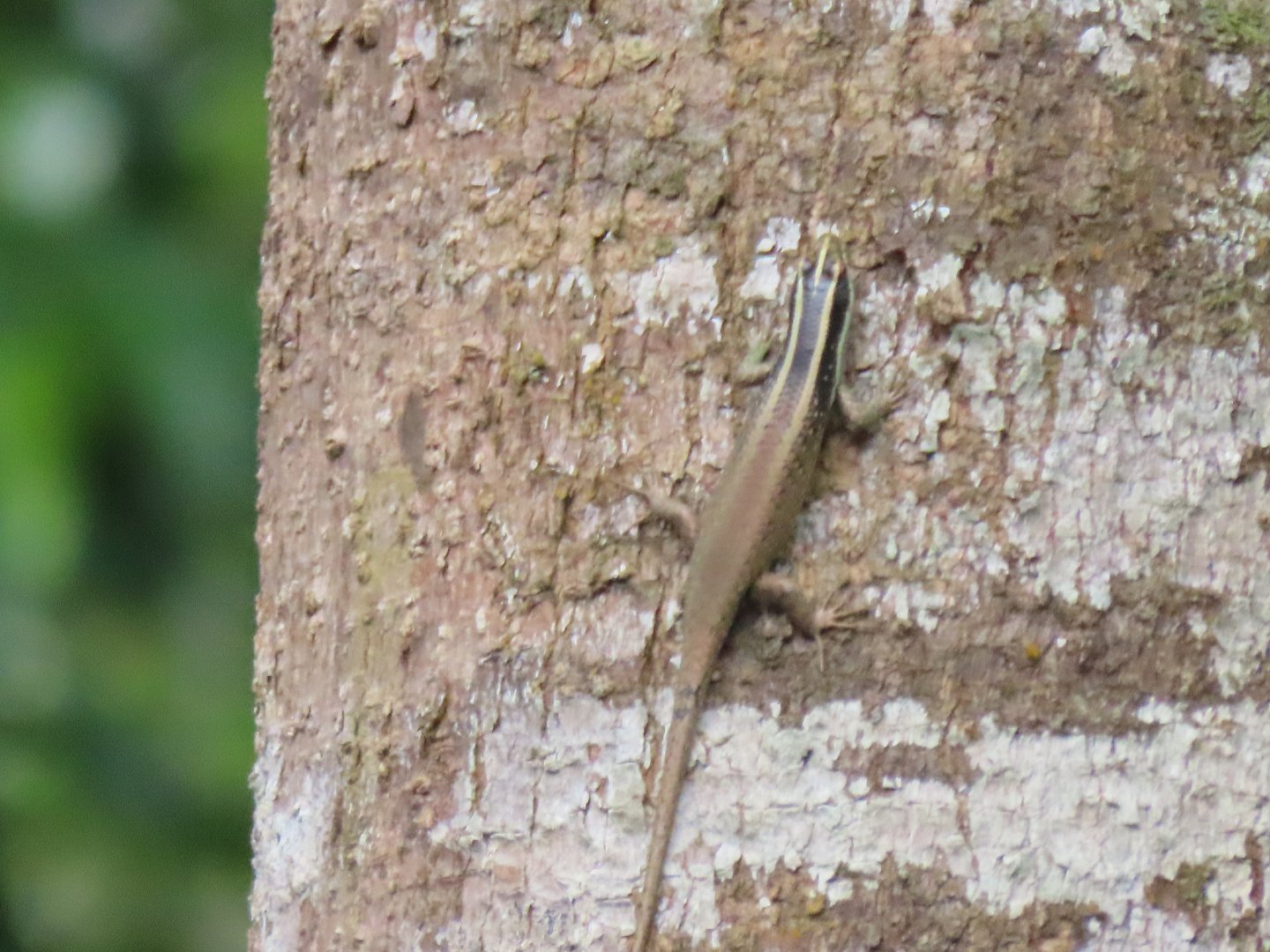 Borneo Skink (Dasia vittata)