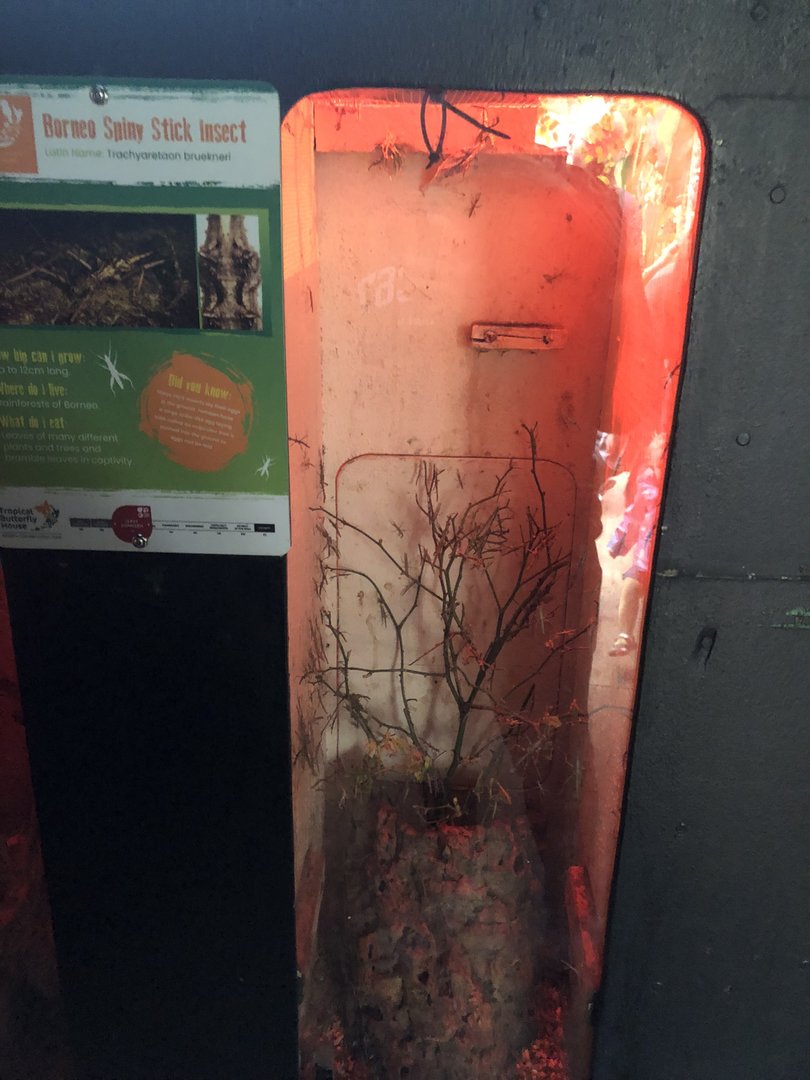 Borneo Spiny Stick Insect Enclosure at Tropical Butterfly House (March 2023)