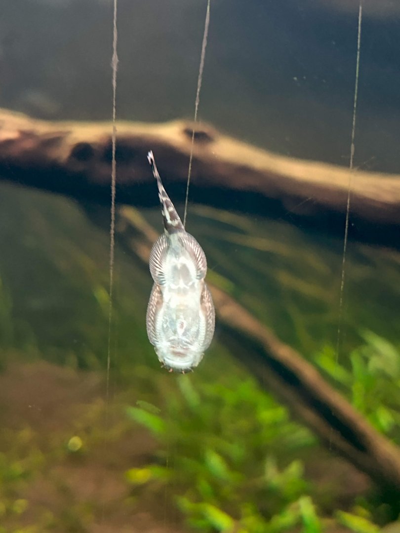 Borneo Sucker (Gastromyzon punctulatus)