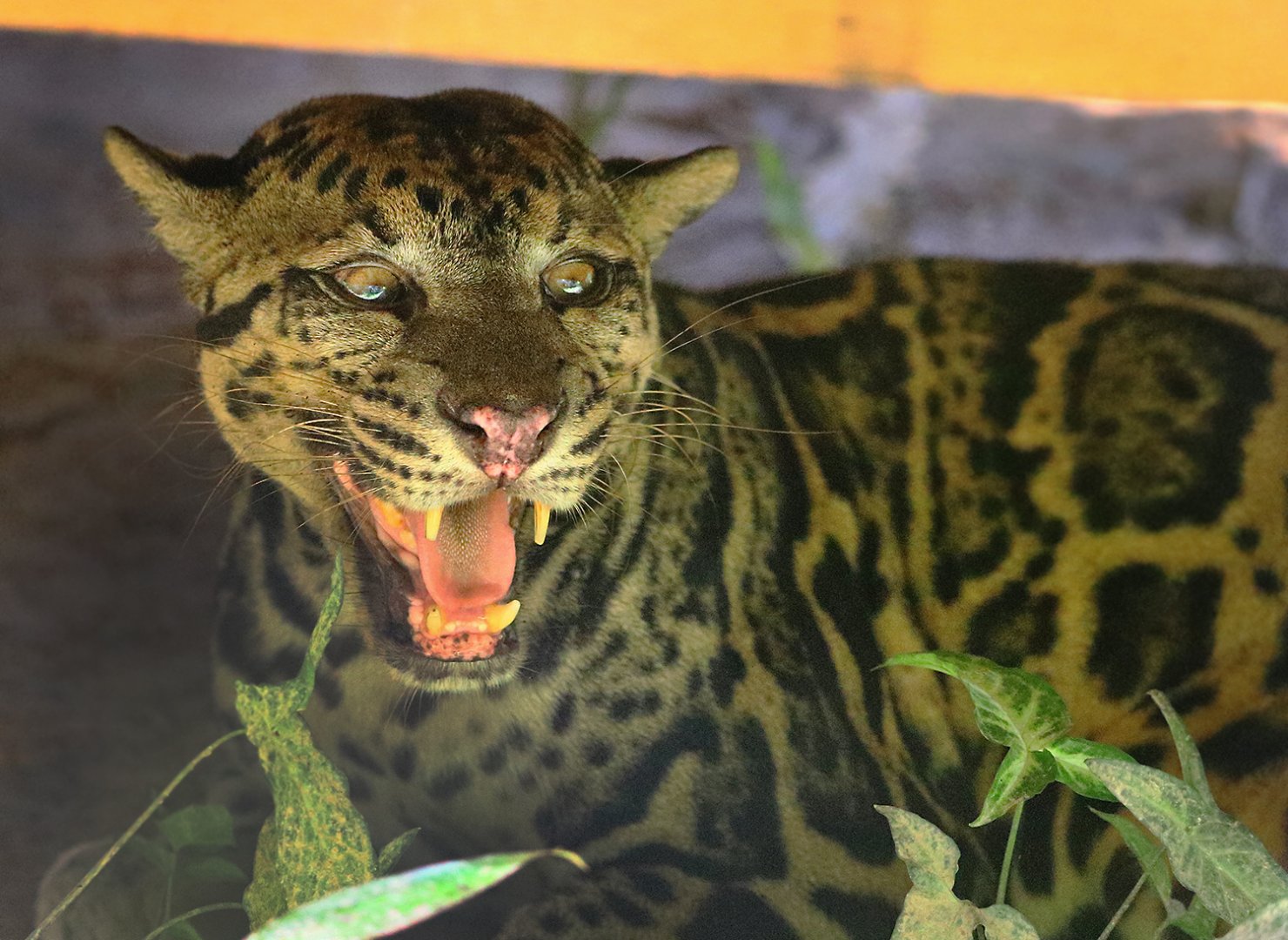 Borneo Sunda clouded leopard