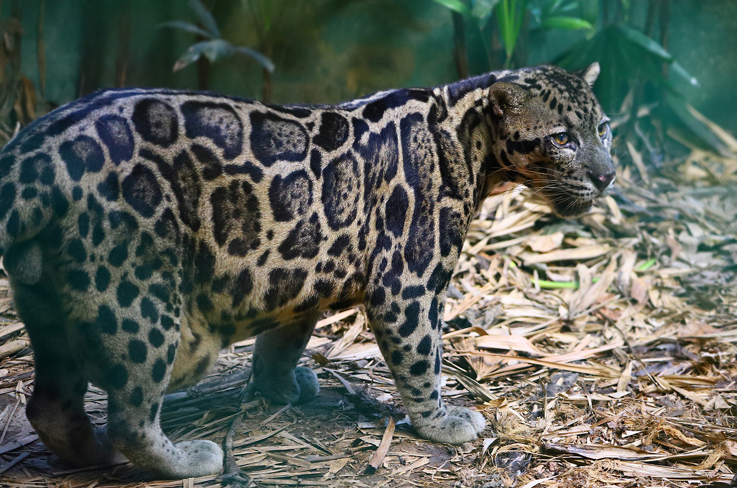 Borneo Sunda clouded leopard