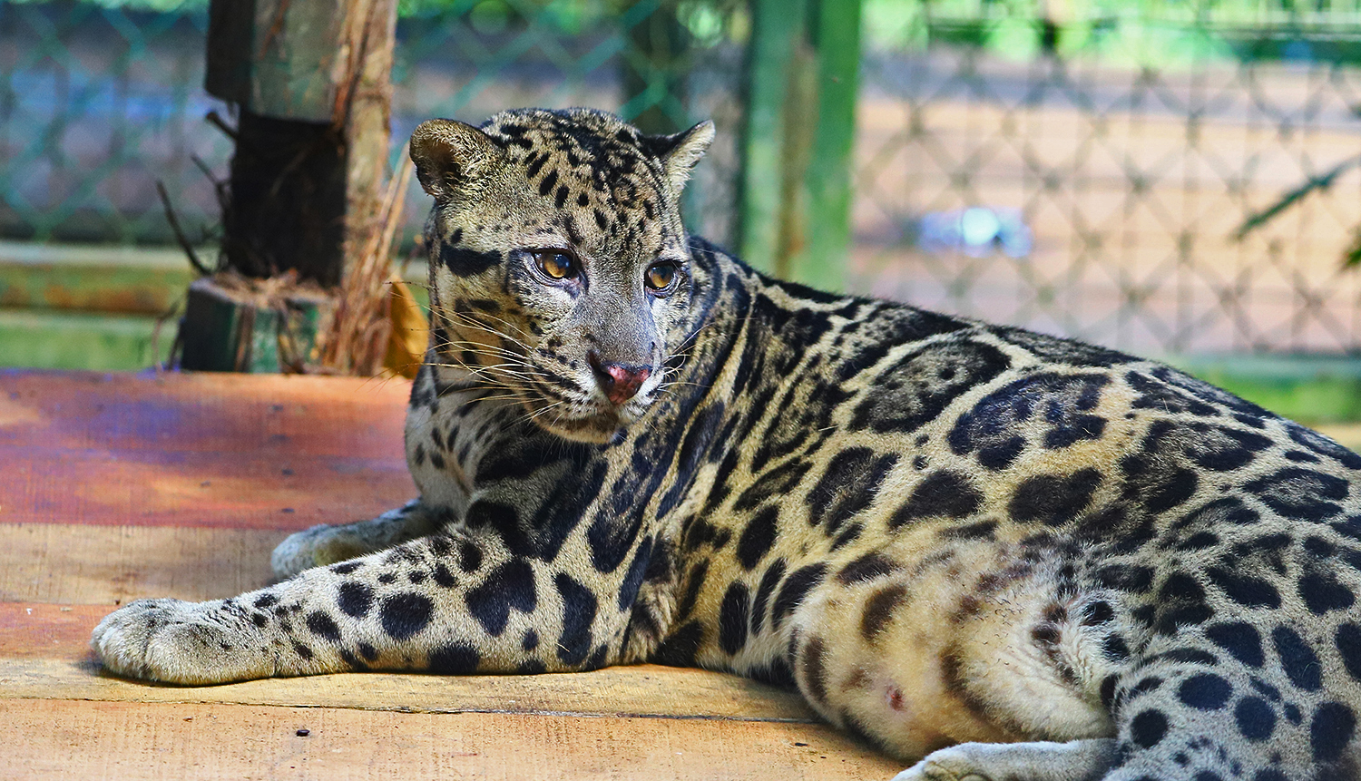 Borneo Sunda clouded leopard