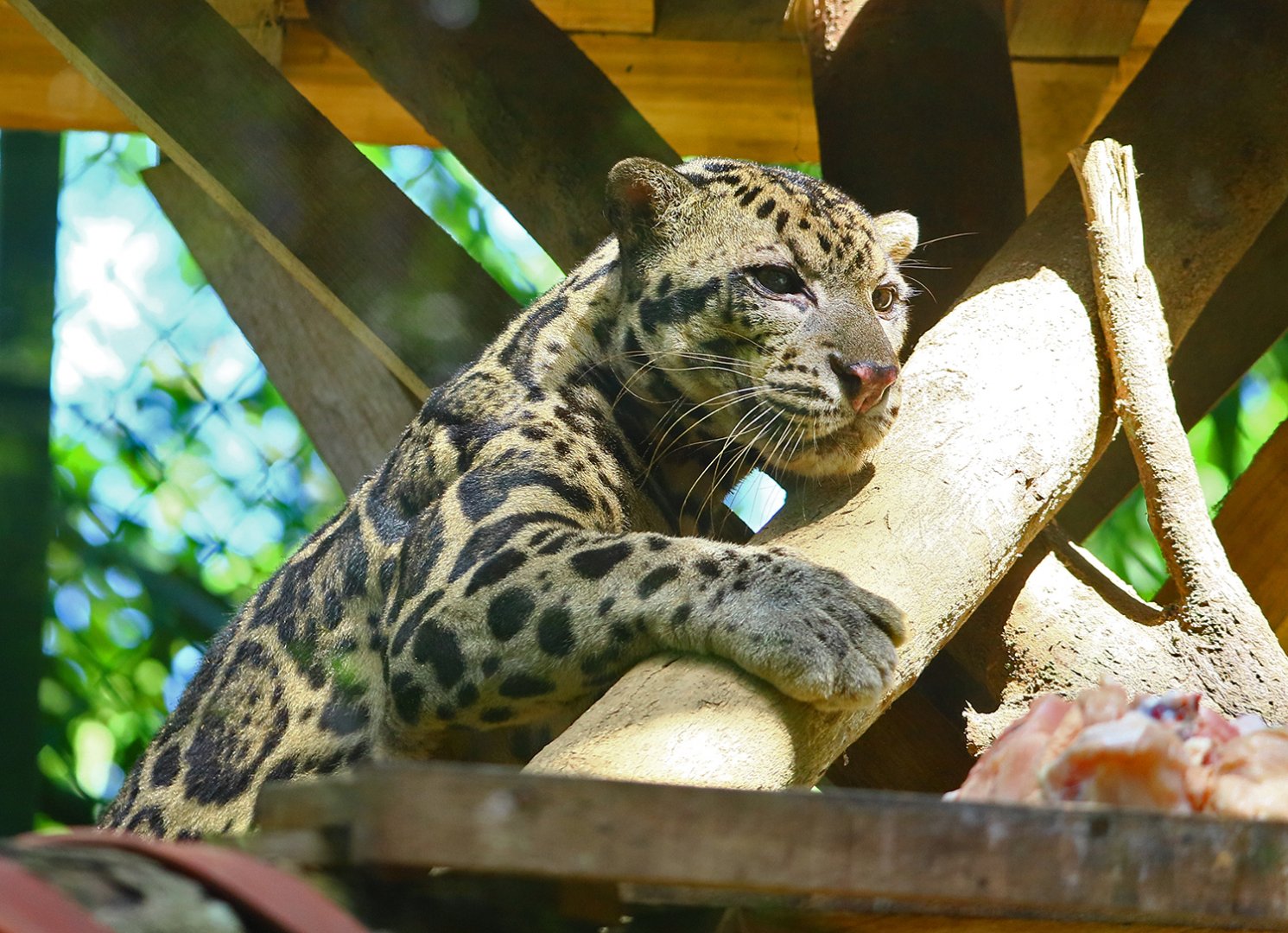 Borneo Sunda clouded leopard
