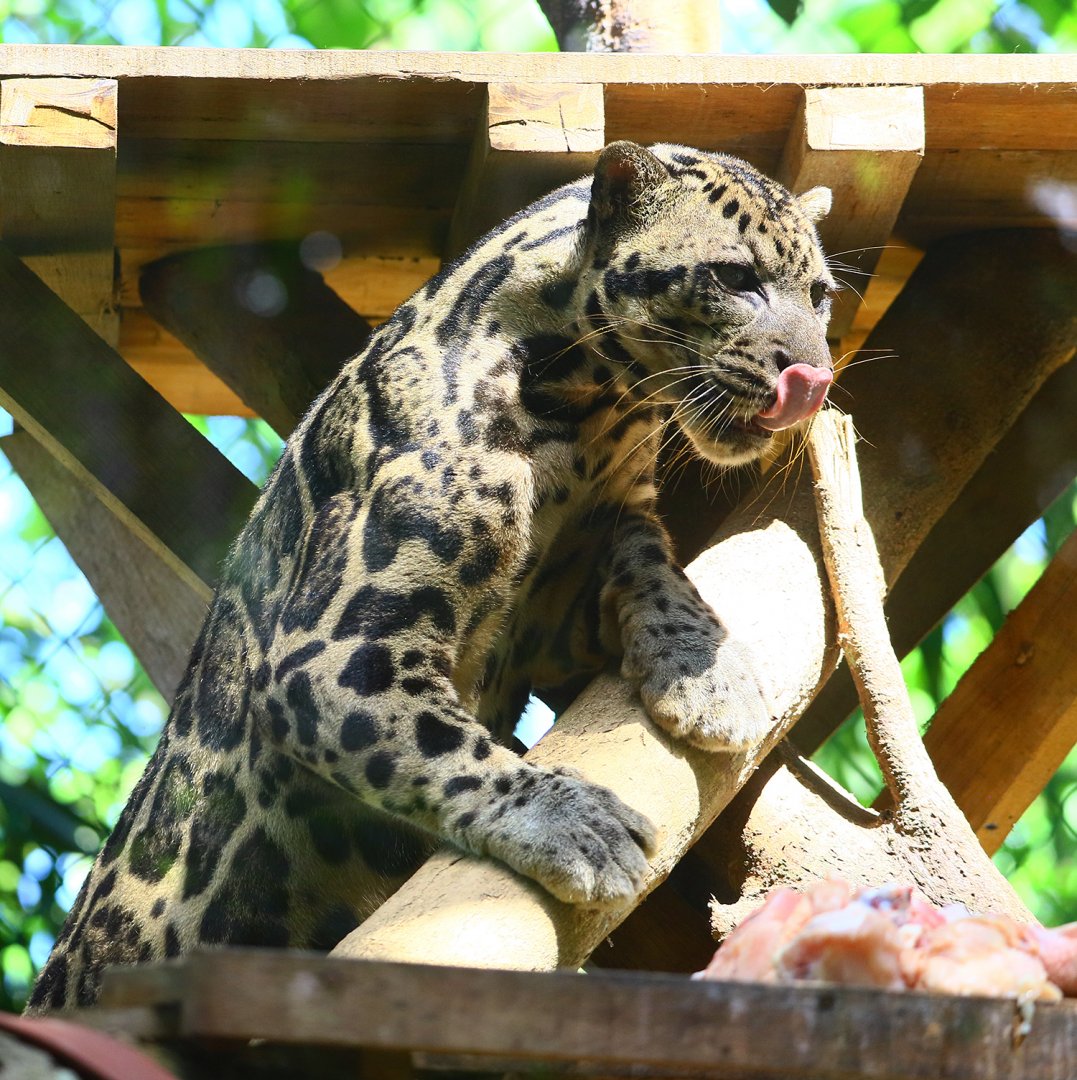 Borneo Sunda clouded leopard