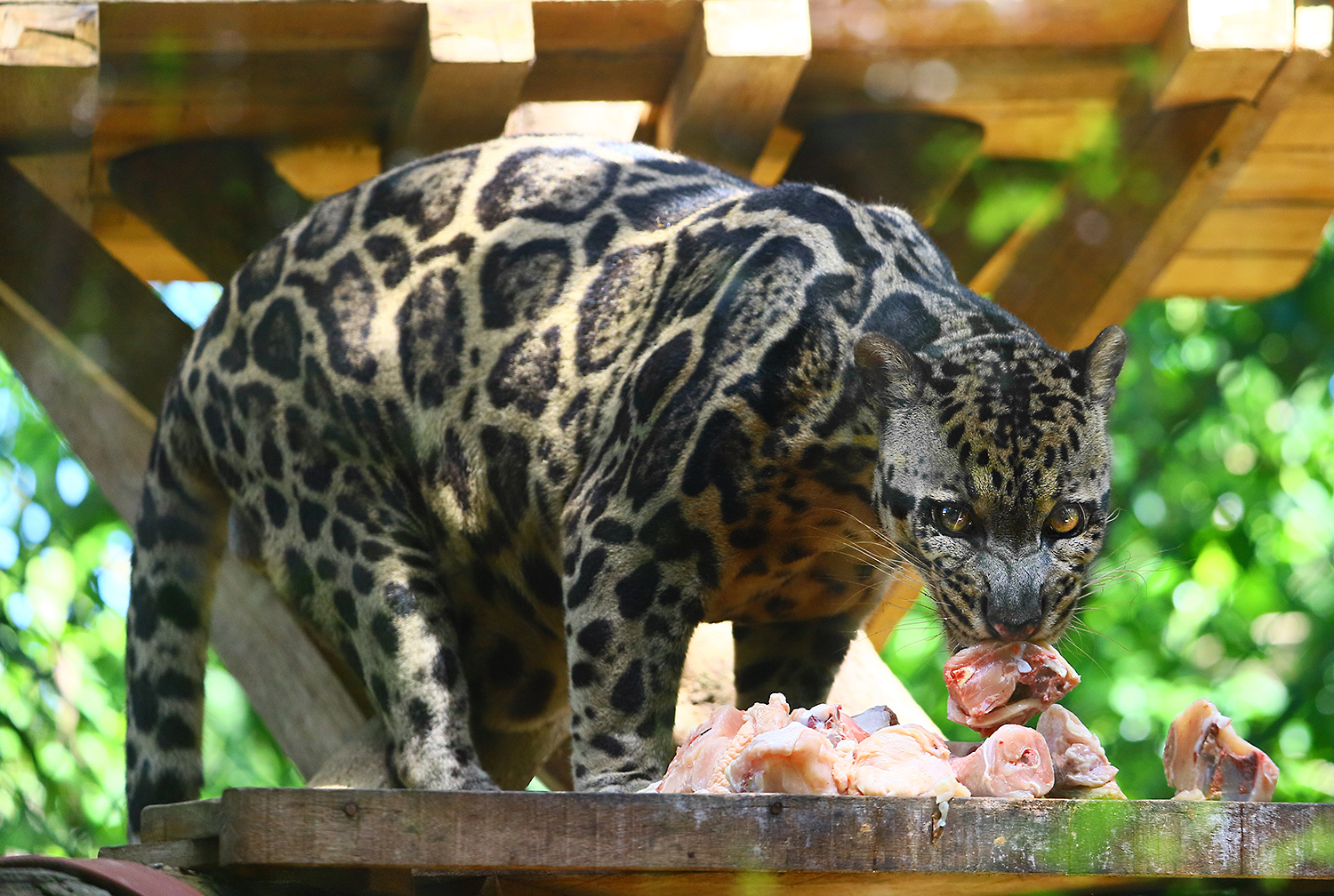 Borneo Sunda clouded leopard